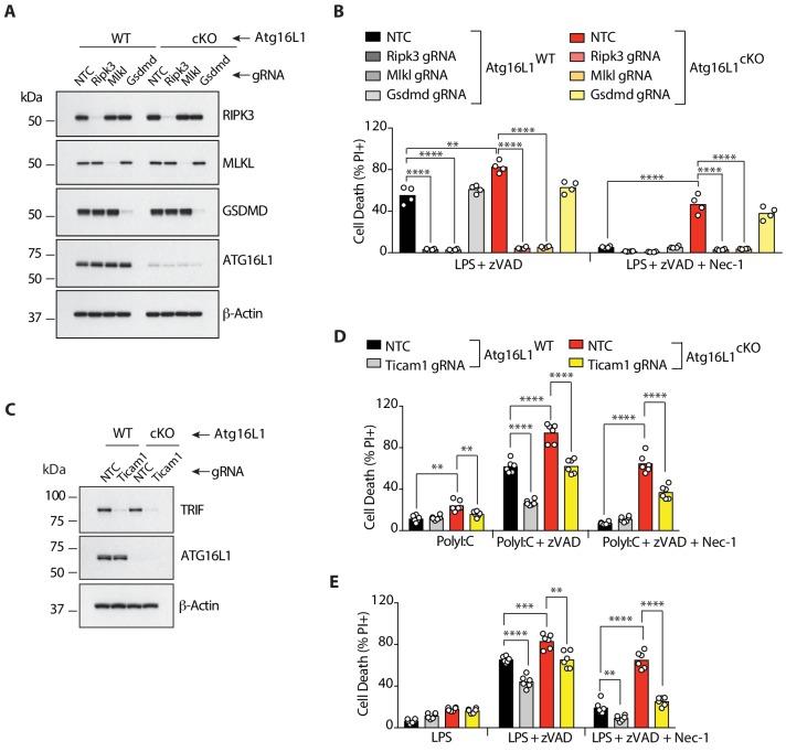 https://cdn.ncbi.nlm.nih.gov/pmc/blobs/e1c4/6615860/a4337249f667/elife-44452-fig2.jpg