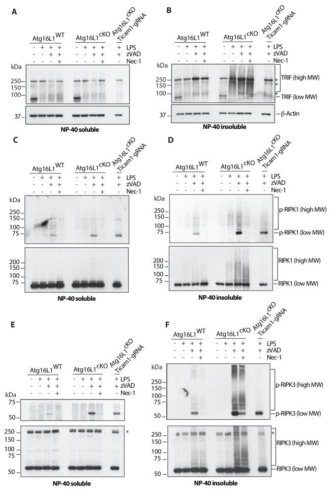 https://cdn.ncbi.nlm.nih.gov/pmc/blobs/e1c4/6615860/a8c87c2e43e7/elife-44452-fig3.jpg