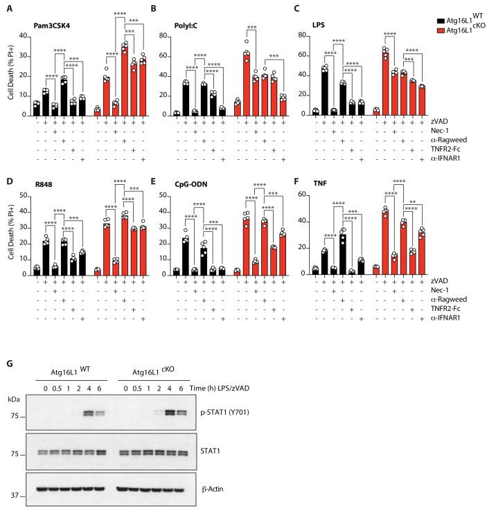 https://cdn.ncbi.nlm.nih.gov/pmc/blobs/e1c4/6615860/ccbf0bfee047/elife-44452-fig2-figsupp2.jpg
