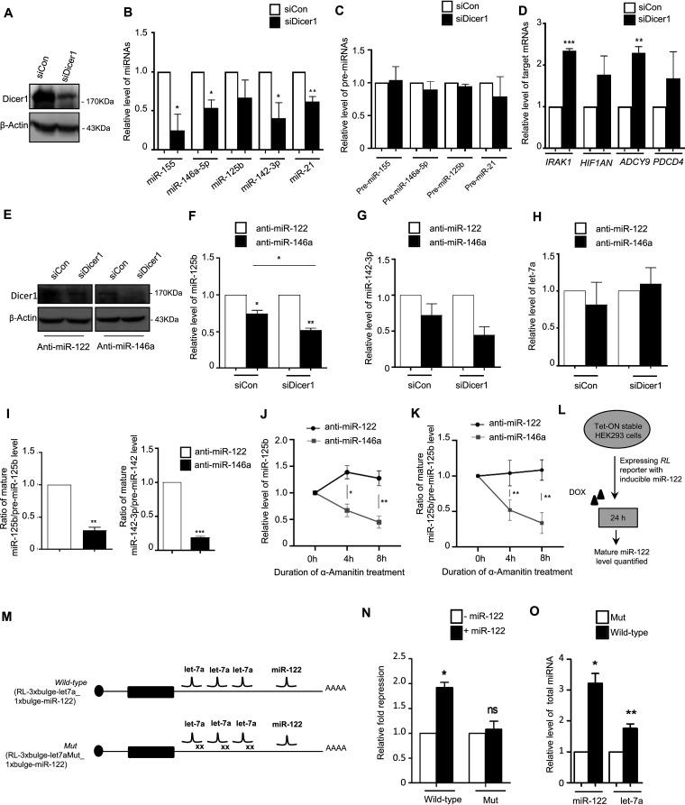 https://cdn.ncbi.nlm.nih.gov/pmc/blobs/e1c8/9022539/0b9f599393eb/mcb.00452-21-f005.jpg
