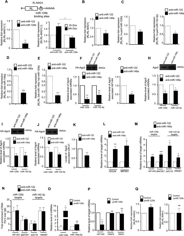 https://cdn.ncbi.nlm.nih.gov/pmc/blobs/e1c8/9022539/27c3c996b4ce/mcb.00452-21-f004.jpg