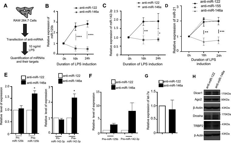 https://cdn.ncbi.nlm.nih.gov/pmc/blobs/e1c8/9022539/5edba51abe2e/mcb.00452-21-f002.jpg