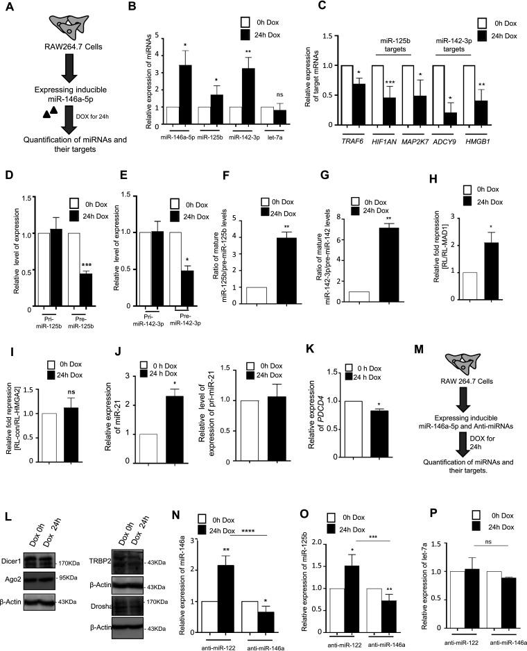 https://cdn.ncbi.nlm.nih.gov/pmc/blobs/e1c8/9022539/baf97158ec54/mcb.00452-21-f008.jpg