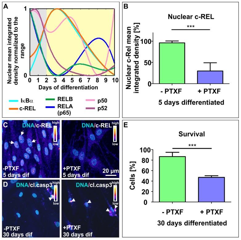 https://cdn.ncbi.nlm.nih.gov/pmc/blobs/e1cd/7226153/20455798cd40/cells-09-01037-g002.jpg