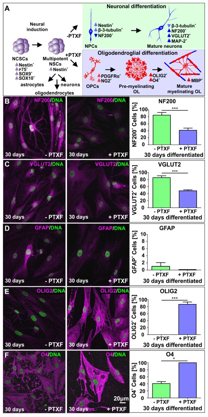 https://cdn.ncbi.nlm.nih.gov/pmc/blobs/e1cd/7226153/3cbb7b2c7427/cells-09-01037-g004.jpg