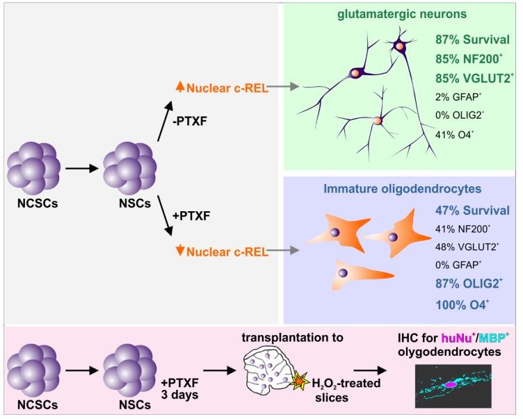https://cdn.ncbi.nlm.nih.gov/pmc/blobs/e1cd/7226153/c984822fa1cc/cells-09-01037-g007.jpg