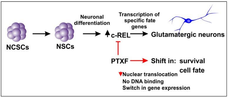 https://cdn.ncbi.nlm.nih.gov/pmc/blobs/e1cd/7226153/cb6b665657b3/cells-09-01037-g003.jpg