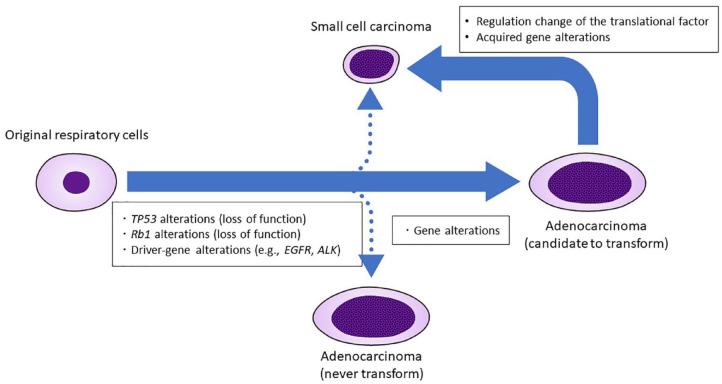https://cdn.ncbi.nlm.nih.gov/pmc/blobs/e1d2/9577078/b0c72343d356/10.1177_17588359221130503-fig3.jpg