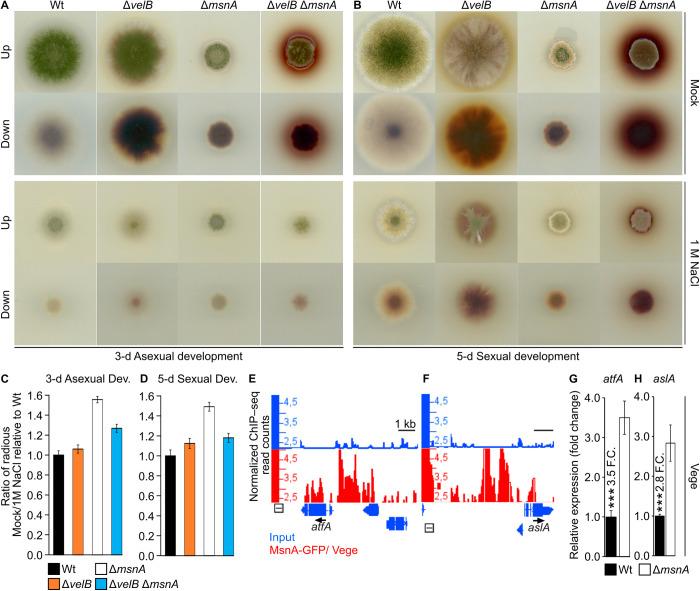 https://cdn.ncbi.nlm.nih.gov/pmc/blobs/e1d3/12270170/b2f9964c42e1/pgen.1011578.g007.jpg