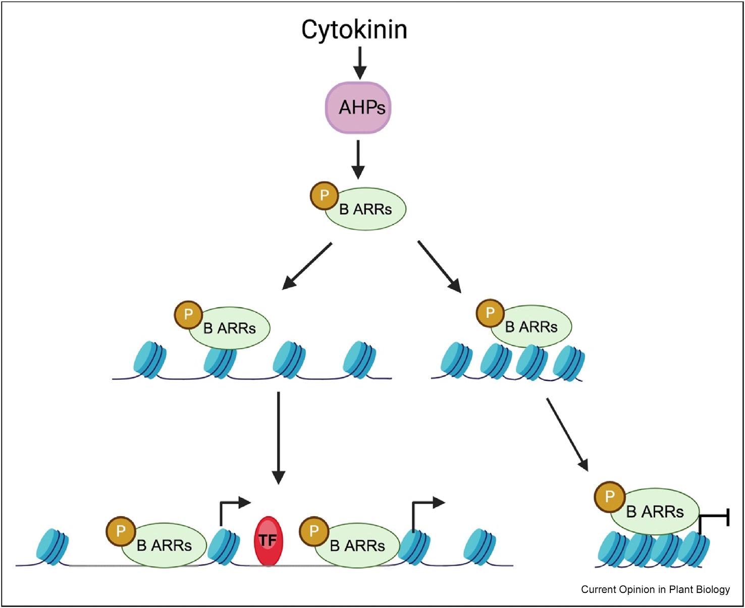 https://cdn.ncbi.nlm.nih.gov/pmc/blobs/e1d5/11790310/40d277ce1e7c/nihms-2048989-f0001.jpg
