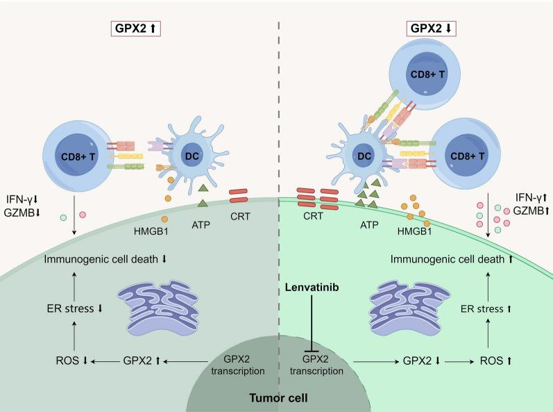 https://cdn.ncbi.nlm.nih.gov/pmc/blobs/e1d6/12007242/a52acde83324/12967_2025_6468_Fig7_HTML.jpg