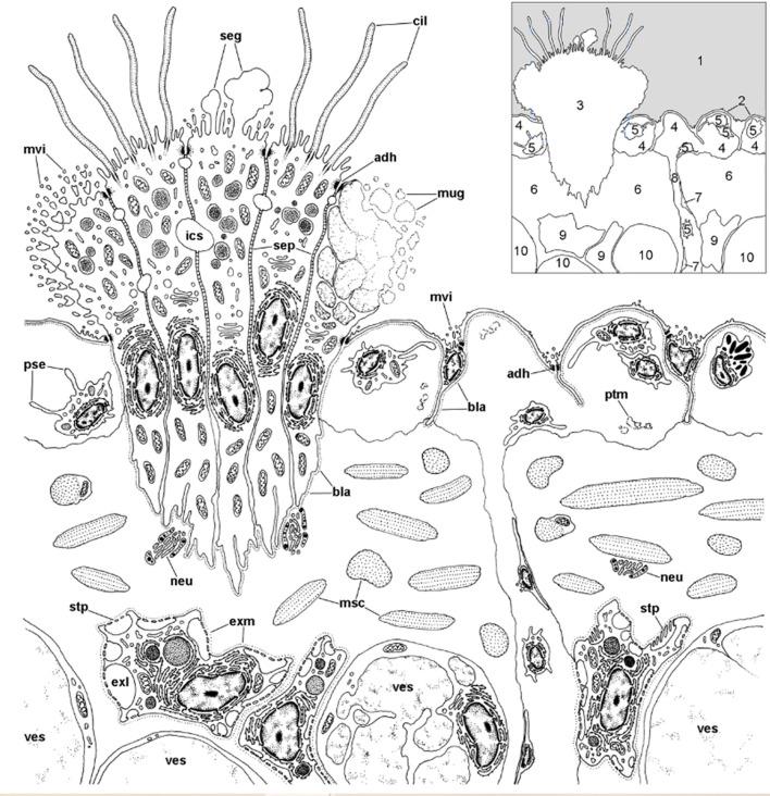 https://cdn.ncbi.nlm.nih.gov/pmc/blobs/e1d8/9178244/6c17ae53222b/fimmu-13-879122-g012.jpg