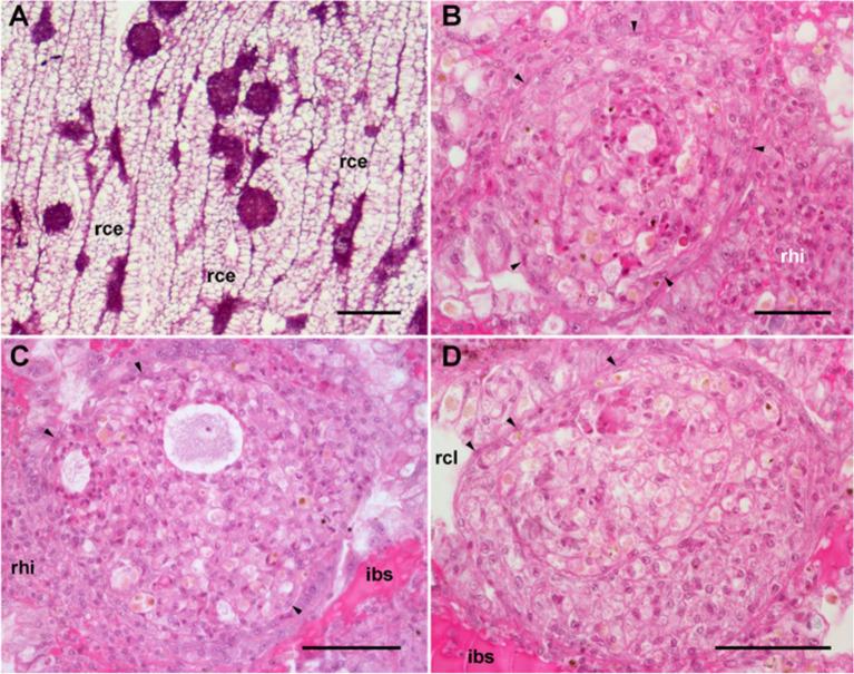 https://cdn.ncbi.nlm.nih.gov/pmc/blobs/e1d8/9178244/c5d632d7581b/fimmu-13-879122-g007.jpg