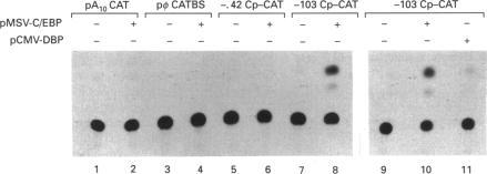 https://cdn.ncbi.nlm.nih.gov/pmc/blobs/e1df/1134478/1b2b8a58c629/biochemj00104-0171-b.jpg