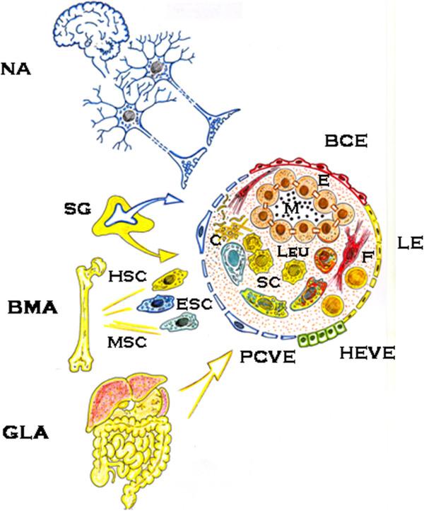 https://cdn.ncbi.nlm.nih.gov/pmc/blobs/e1df/3577641/b53040c9248a/1742-4682-10-6-2.jpg