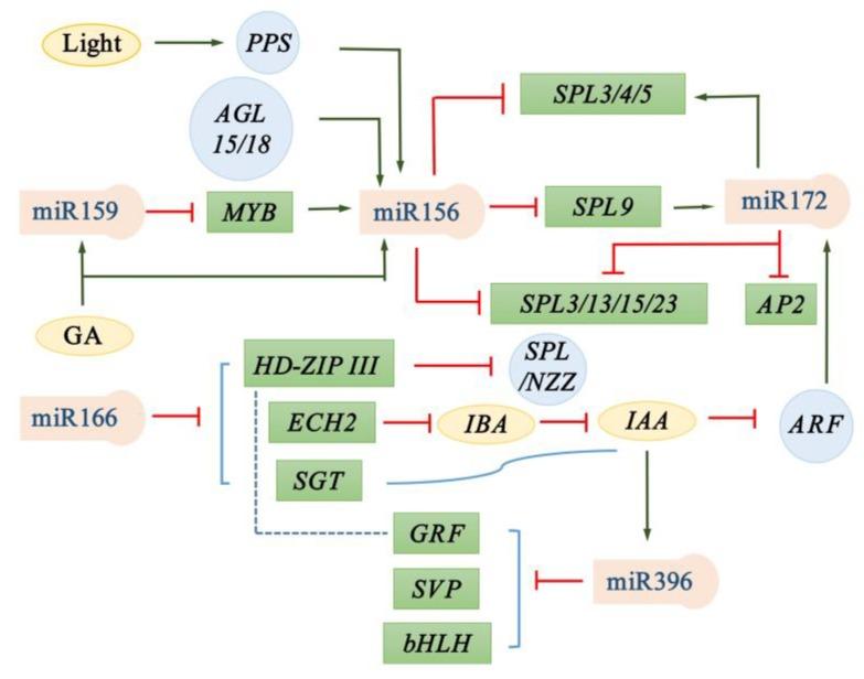 https://cdn.ncbi.nlm.nih.gov/pmc/blobs/e1e0/7139601/31a2b2305628/ijms-21-01971-g003.jpg