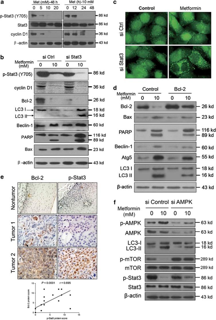 https://cdn.ncbi.nlm.nih.gov/pmc/blobs/e1e1/3944271/f0fd521c29c7/cddis201459f5.jpg