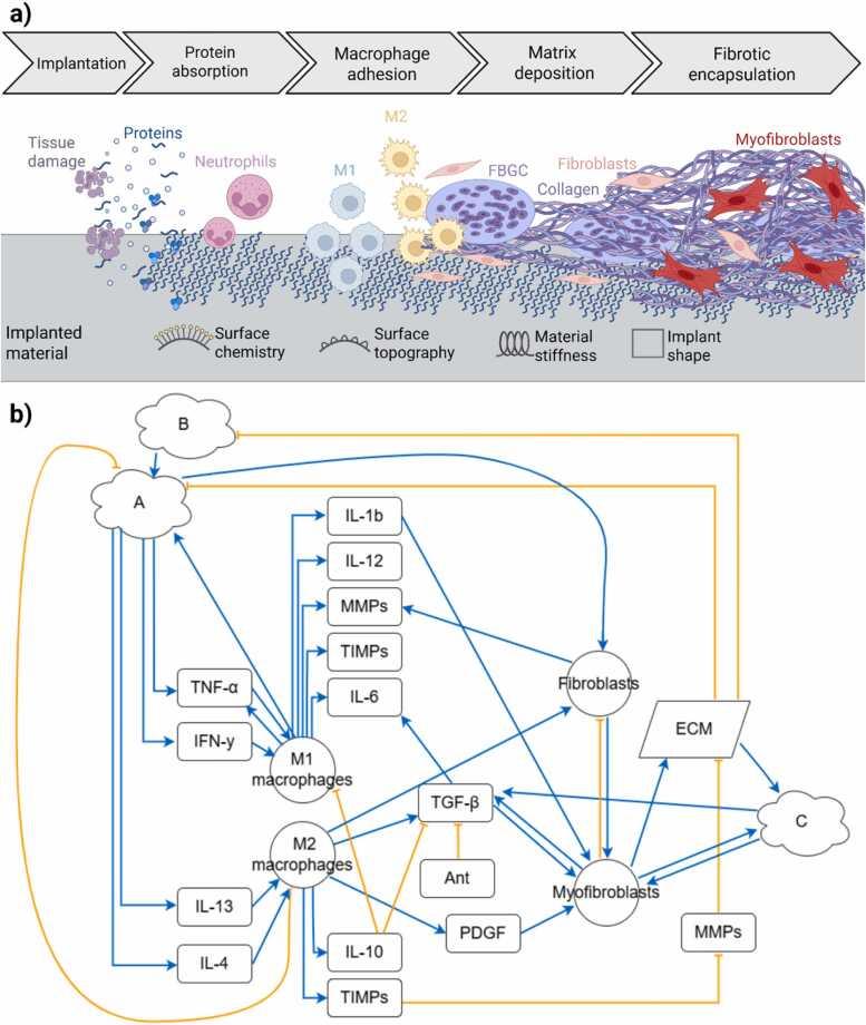 https://cdn.ncbi.nlm.nih.gov/pmc/blobs/e1e3/12312070/a948ddaf6066/gr1.jpg