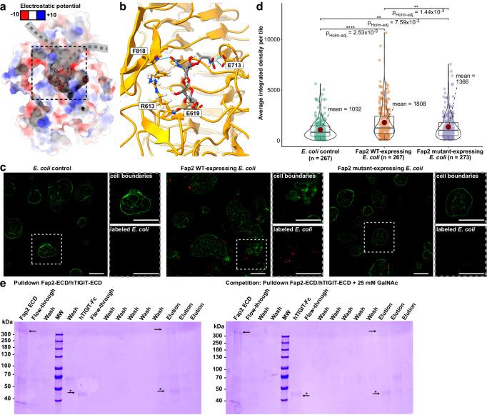 https://cdn.ncbi.nlm.nih.gov/pmc/blobs/e1e6/12397386/679458cabf50/41467_2025_63451_Fig5_HTML.jpg