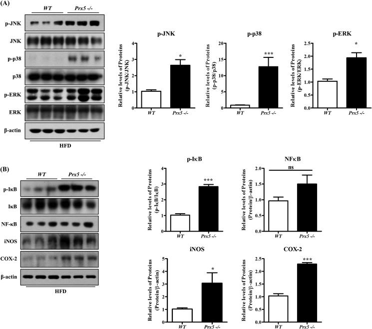 https://cdn.ncbi.nlm.nih.gov/pmc/blobs/e1e6/6736789/878bee0692b5/gr6a.jpg
