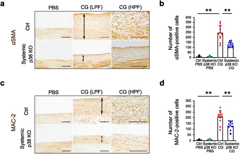 https://cdn.ncbi.nlm.nih.gov/pmc/blobs/e1e7/11391064/8f8804a6c537/41598_2024_71859_Fig3_HTML.jpg