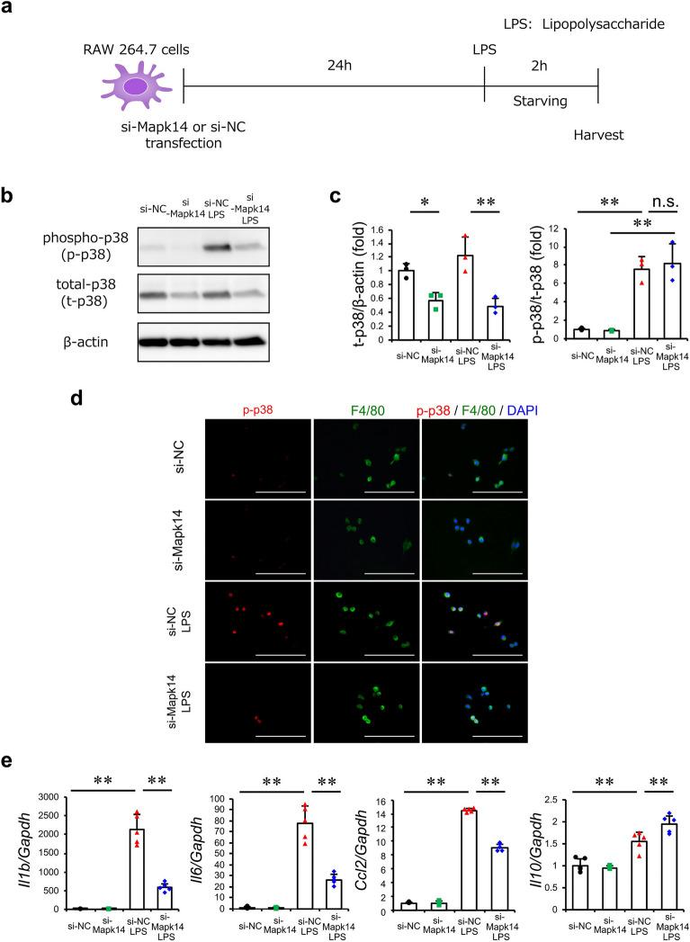 https://cdn.ncbi.nlm.nih.gov/pmc/blobs/e1e7/11391064/df1281888509/41598_2024_71859_Fig7_HTML.jpg