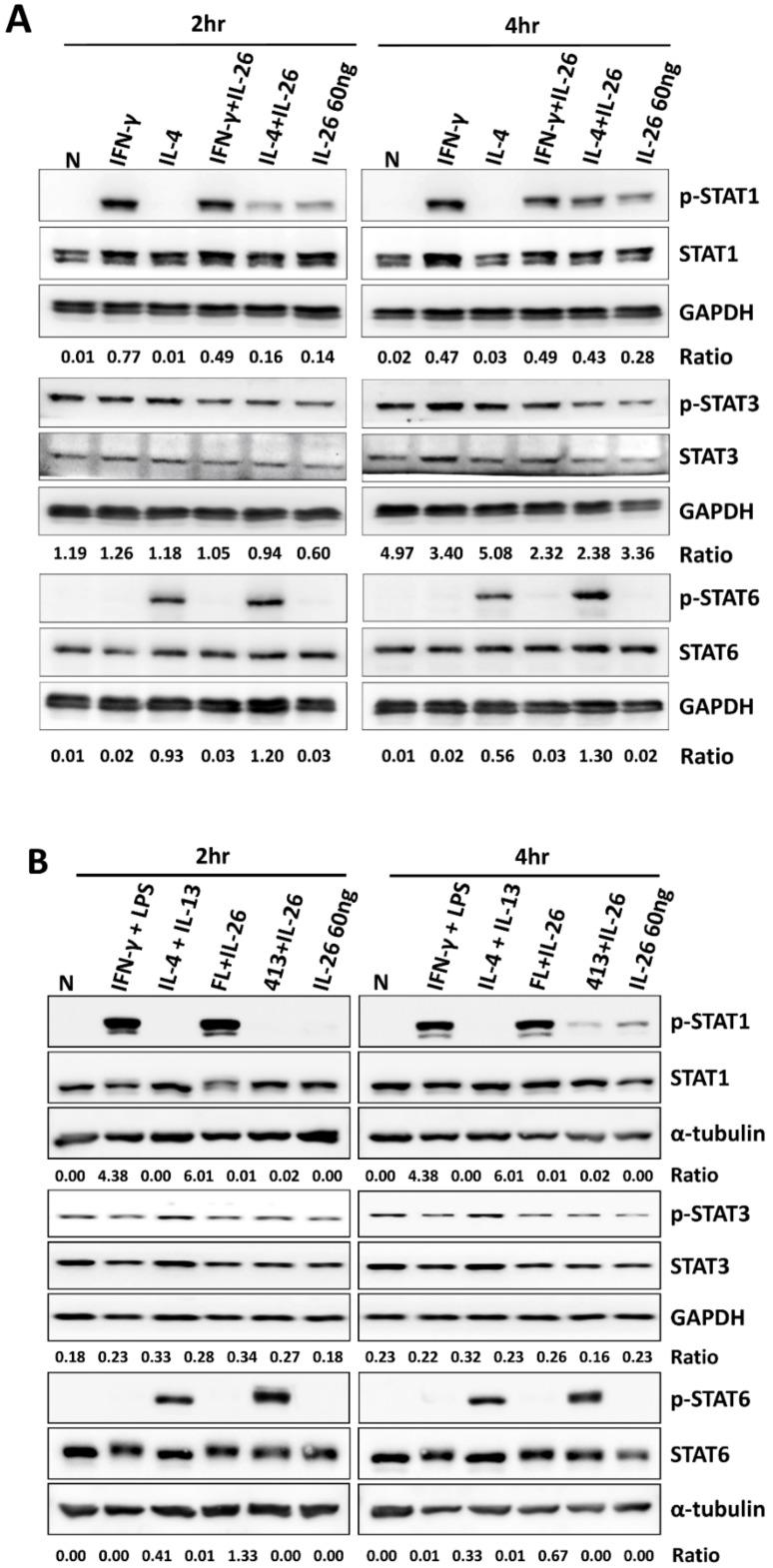 https://cdn.ncbi.nlm.nih.gov/pmc/blobs/e1e9/7227026/4b74f7ff2ed3/cells-09-00938-g004.jpg