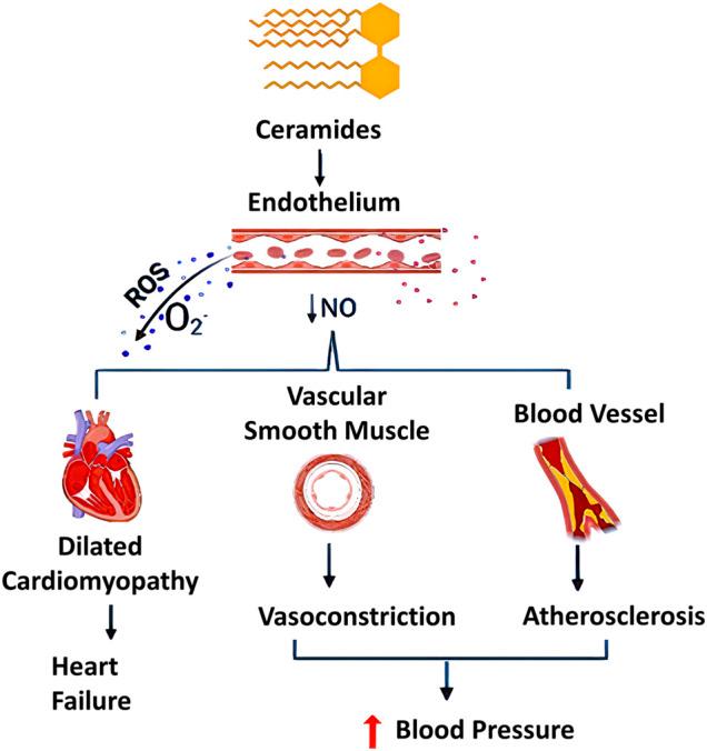 https://cdn.ncbi.nlm.nih.gov/pmc/blobs/e1ea/8808480/2c339b3f288a/fcell-09-816301-g004.jpg