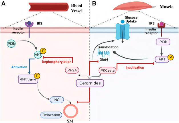 https://cdn.ncbi.nlm.nih.gov/pmc/blobs/e1ea/8808480/5ed91ab89ae2/fcell-09-816301-g005.jpg