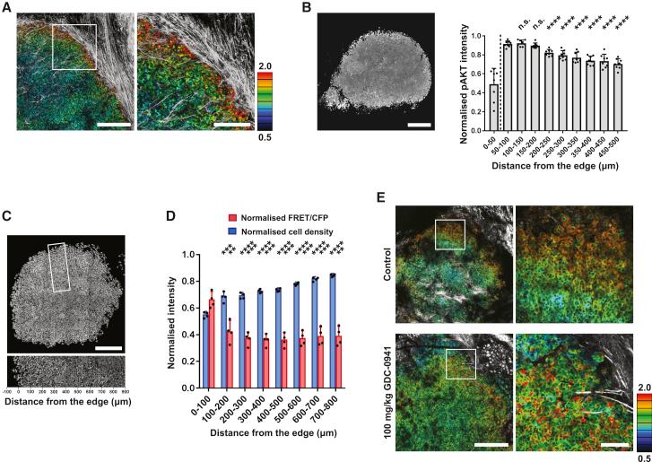 https://cdn.ncbi.nlm.nih.gov/pmc/blobs/e1eb/7900713/62e948884117/gr6.jpg