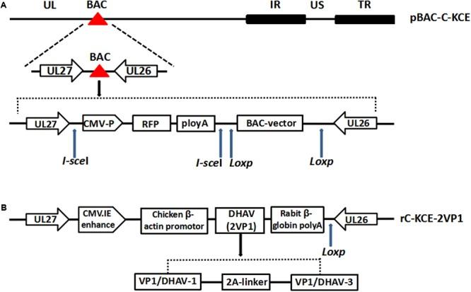 https://cdn.ncbi.nlm.nih.gov/pmc/blobs/e1ee/5056193/bac48cbf3668/fmicb-07-01613-g001.jpg