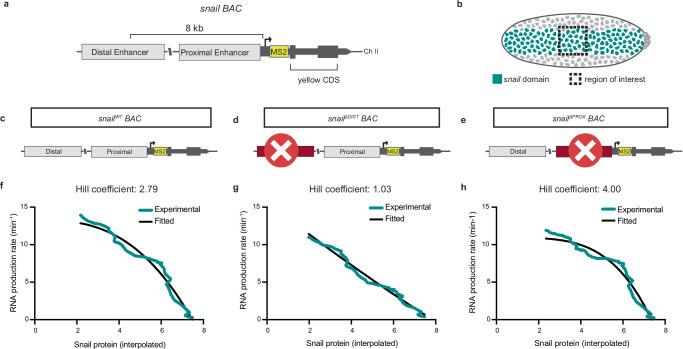 https://cdn.ncbi.nlm.nih.gov/pmc/blobs/e1ef/12402238/c41c352da975/41467_2025_62907_Fig4_HTML.jpg