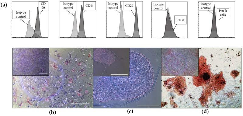 https://cdn.ncbi.nlm.nih.gov/pmc/blobs/e1f4/10342101/b674590ac0a7/ijms-24-10857-g001.jpg