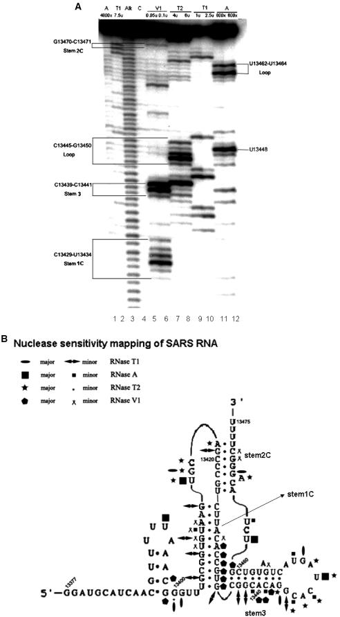 https://cdn.ncbi.nlm.nih.gov/pmc/blobs/e1f4/1182165/f8af8efed105/gki731f2.jpg