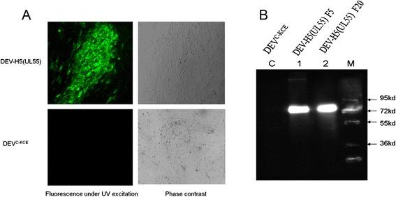 https://cdn.ncbi.nlm.nih.gov/pmc/blobs/e1f7/4533785/b6f282d765fa/12985_2015_354_Fig5_HTML.jpg