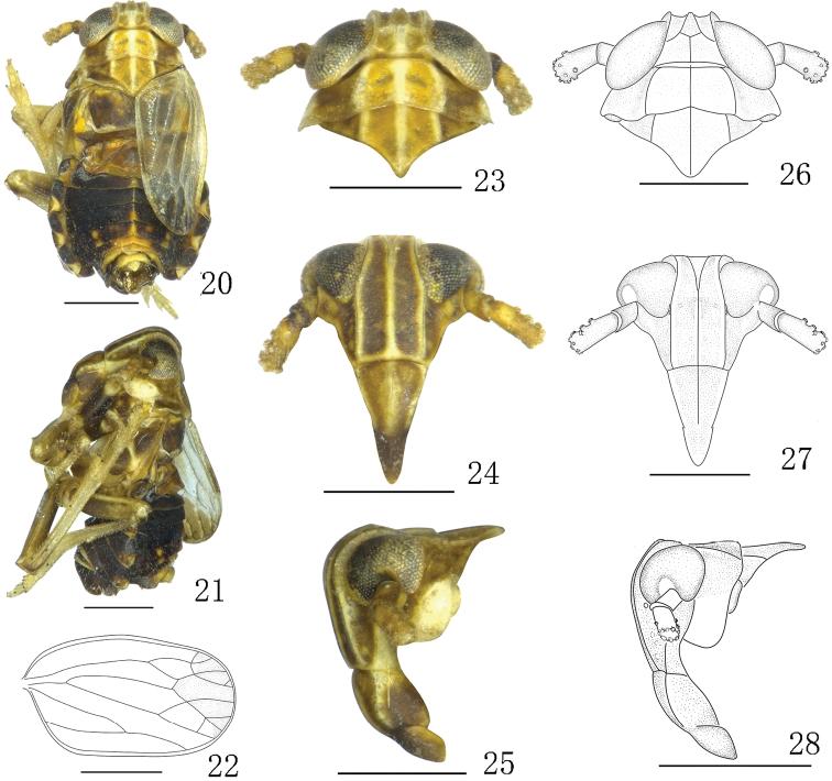 https://cdn.ncbi.nlm.nih.gov/pmc/blobs/e1f8/6374357/1e79c4f7477b/zookeys-822-053-g003.jpg