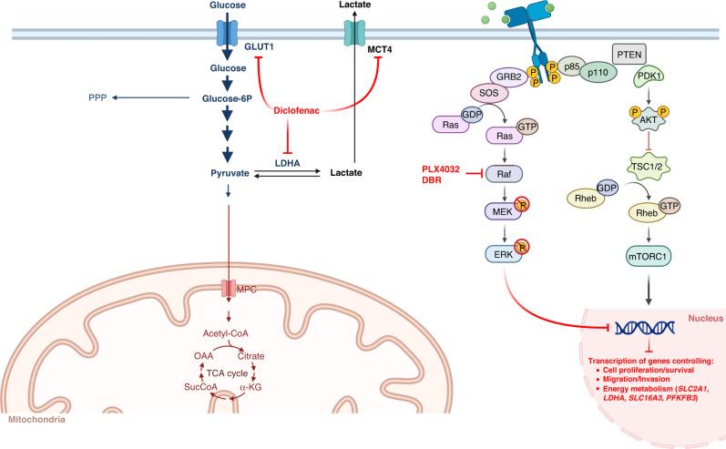 https://cdn.ncbi.nlm.nih.gov/pmc/blobs/e1fb/10338540/7b976023328a/41416_2023_2282_Fig8_HTML.jpg