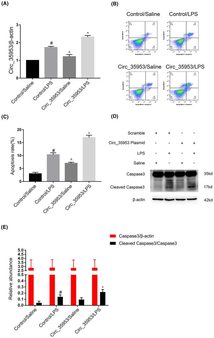 https://cdn.ncbi.nlm.nih.gov/pmc/blobs/e1fd/10148060/86d3e5c2a249/JCMM-27-1261-g006.jpg