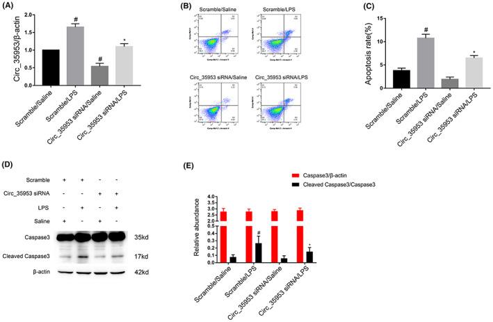 https://cdn.ncbi.nlm.nih.gov/pmc/blobs/e1fd/10148060/d044a389b536/JCMM-27-1261-g004.jpg