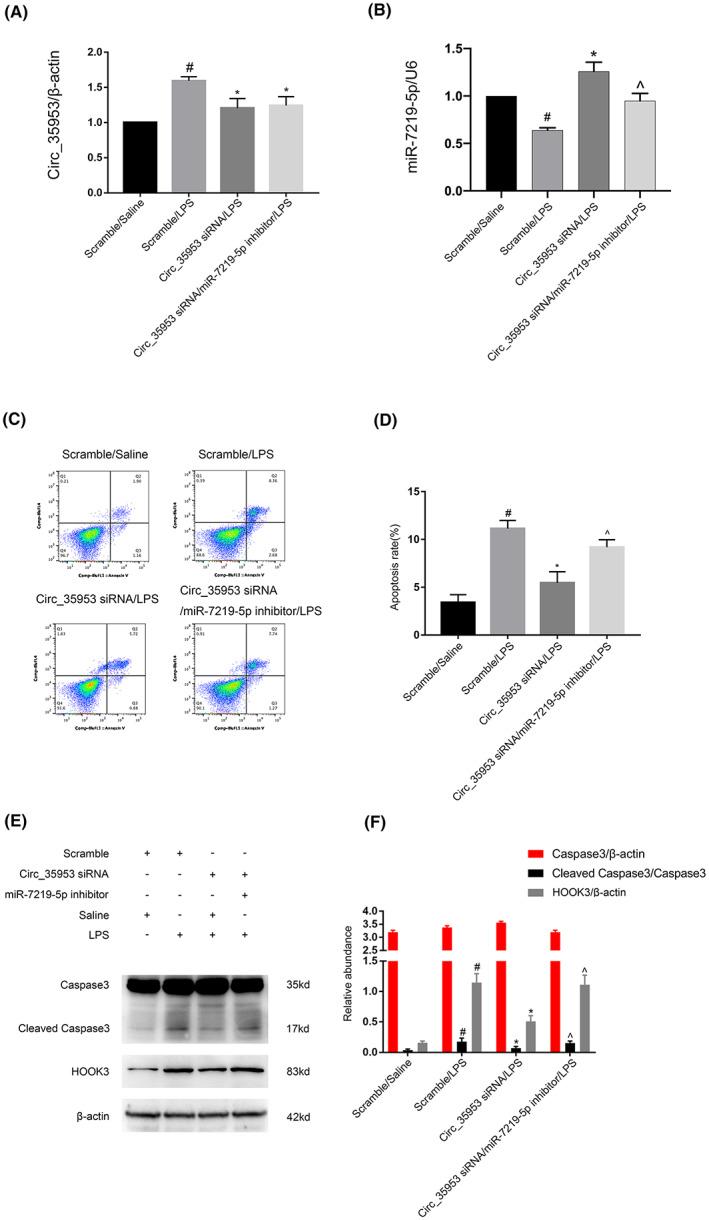 https://cdn.ncbi.nlm.nih.gov/pmc/blobs/e1fd/10148060/d09ab1059e99/JCMM-27-1261-g007.jpg