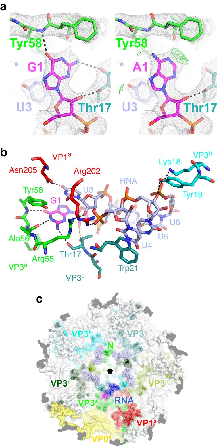 https://cdn.ncbi.nlm.nih.gov/pmc/blobs/e1fd/5431903/c47cd76d60d0/41467_2016_11_Fig3_HTML.jpg