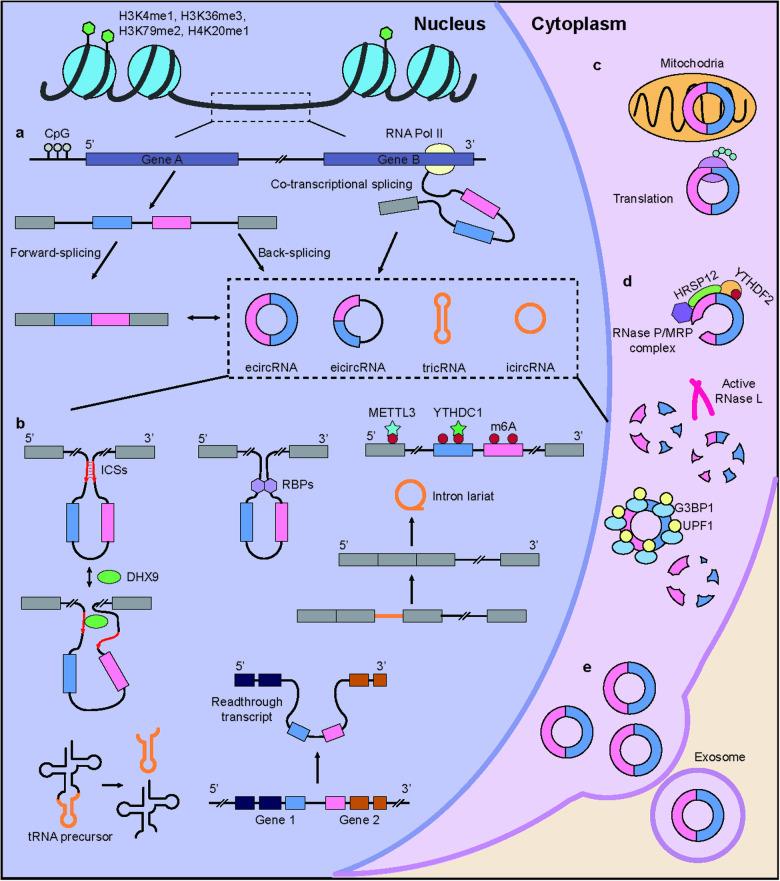 https://cdn.ncbi.nlm.nih.gov/pmc/blobs/e207/11263348/2a496506b5b9/12276_2024_1251_Fig3_HTML.jpg