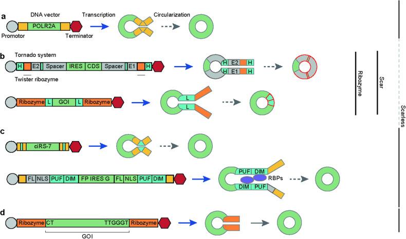 https://cdn.ncbi.nlm.nih.gov/pmc/blobs/e207/11263348/cd5fe844e9f2/12276_2024_1251_Fig1_HTML.jpg