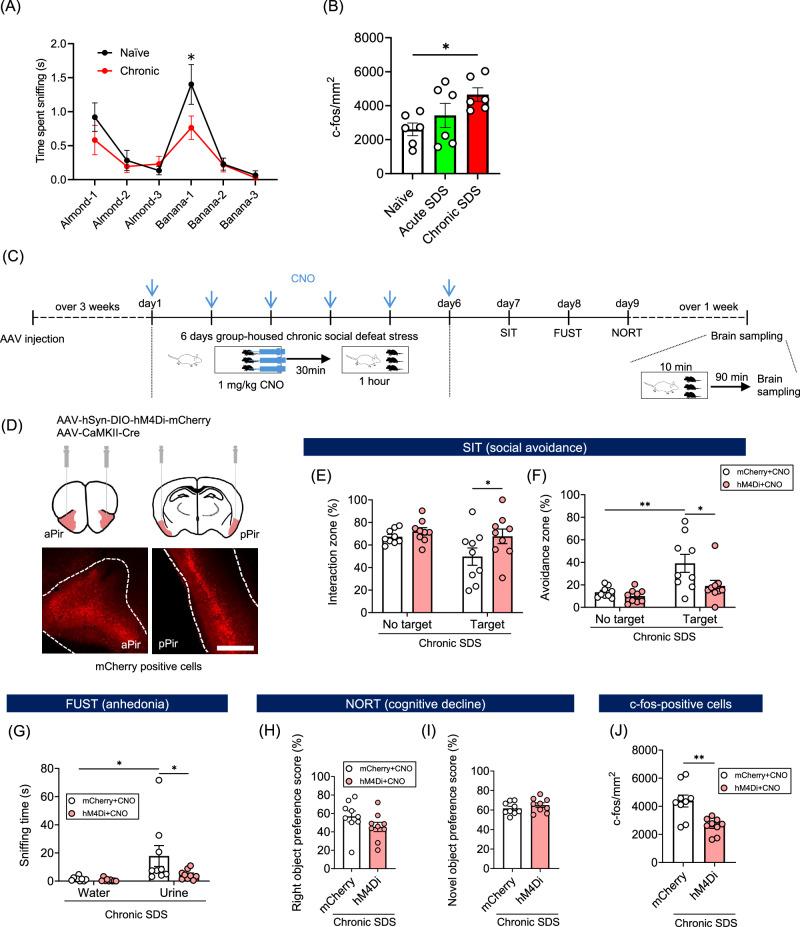 https://cdn.ncbi.nlm.nih.gov/pmc/blobs/e208/11914691/088e5f7de627/41386_2024_2034_Fig3_HTML.jpg