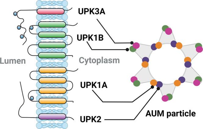 https://cdn.ncbi.nlm.nih.gov/pmc/blobs/e20c/9705259/38158cd814a5/41385_2022_565_Fig3_HTML.jpg