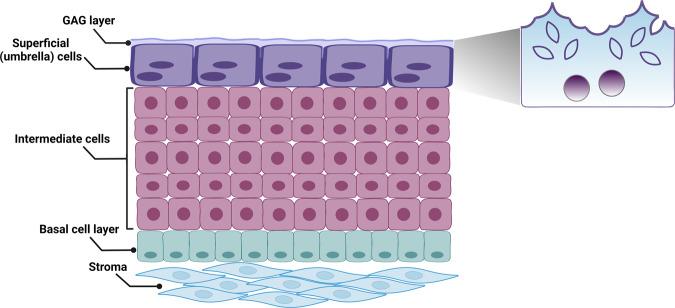 https://cdn.ncbi.nlm.nih.gov/pmc/blobs/e20c/9705259/5e2f37c40427/41385_2022_565_Fig1_HTML.jpg