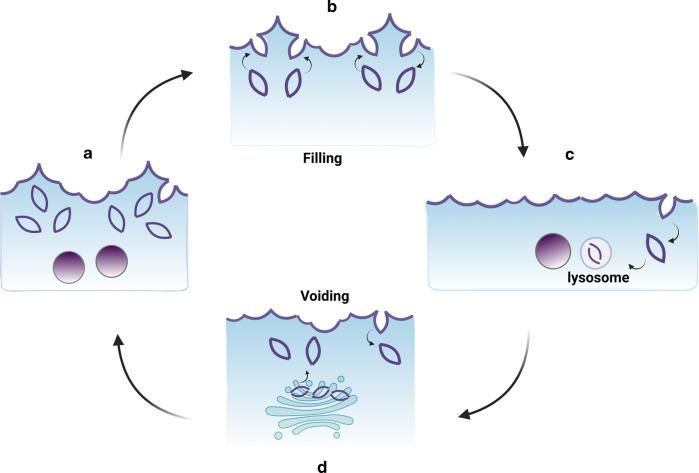 https://cdn.ncbi.nlm.nih.gov/pmc/blobs/e20c/9705259/870fc6be87f3/41385_2022_565_Fig5_HTML.jpg