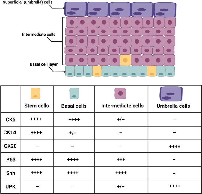 https://cdn.ncbi.nlm.nih.gov/pmc/blobs/e20c/9705259/c3fdd1a35901/41385_2022_565_Fig2_HTML.jpg