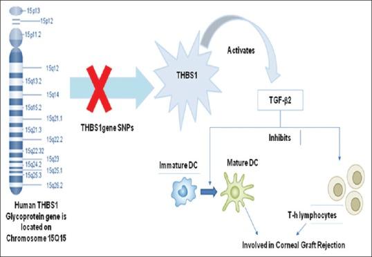https://cdn.ncbi.nlm.nih.gov/pmc/blobs/e20e/7210848/adf273a5ef44/IJO-68-565-g001.jpg