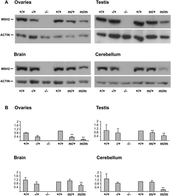 https://cdn.ncbi.nlm.nih.gov/pmc/blobs/e217/2674216/a857c6a0e271/pgen.1000482.g004.jpg